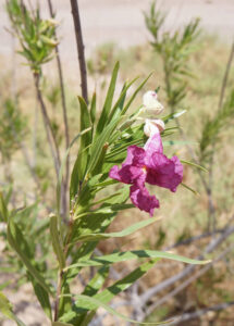 27 Mexican Flowers That Will Sparkle In Your Garden In 2023 15 Mexican Flowers Desert Willow Homebnc 215x300