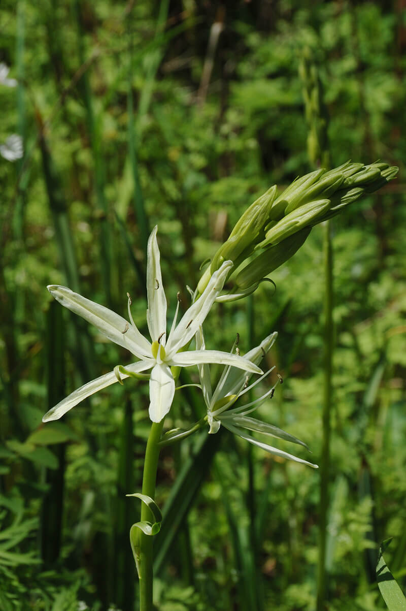White Camassia Lily