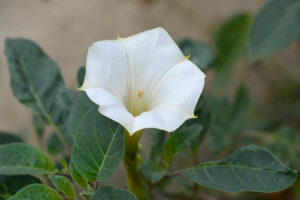 27 Mexican Flowers That Will Sparkle In Your Garden In 2023 22 Mexican Flowers Angels Trumpet Homebnc 300x200
