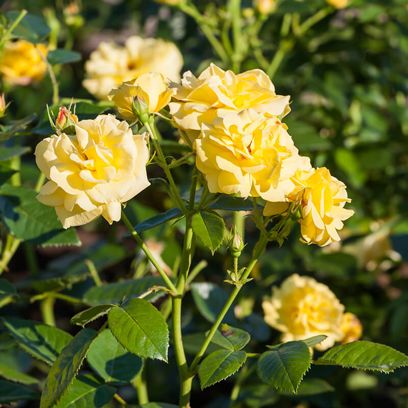 Large-Flowered Climbing Rose