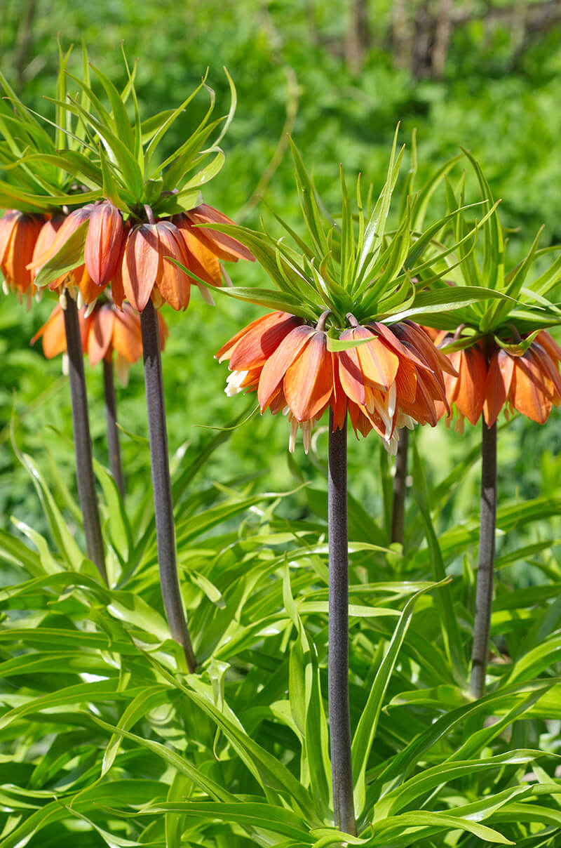 Crown Imperial, Peruvian Lily, Fire Lily