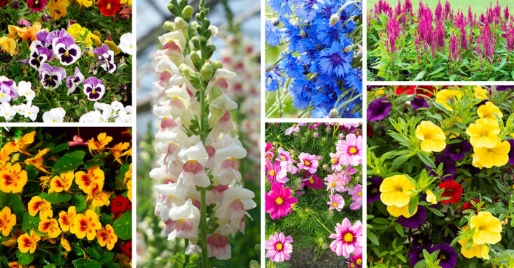 Featured image for 27 Amazing Annual Flowers for an Unforgettable Garden