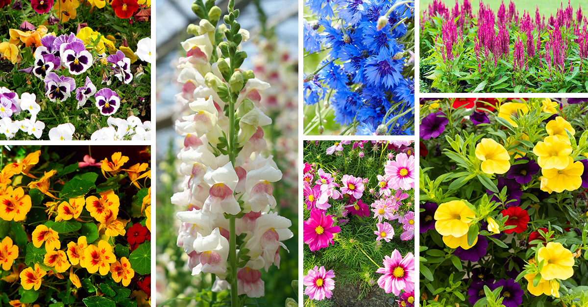 Featured image for “27 Amazing Annual Flowers for an Unforgettable Garden”