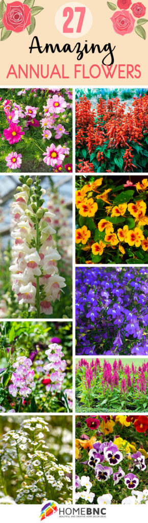 27 Amazing Annual Flowers for an Unforgettable Garden in 2023