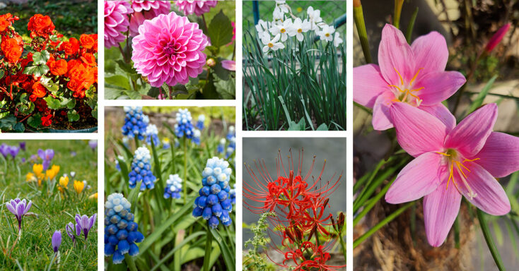 Featured image for 27 Bulb Flowers for Gardeners Looking for a Truly Unique Look