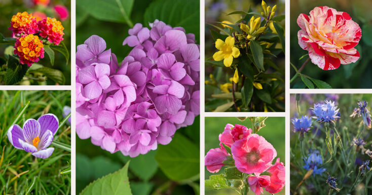Featured image for 27 of the Most Vivacious Colorful Flowers to Plant for a Celebration of Color