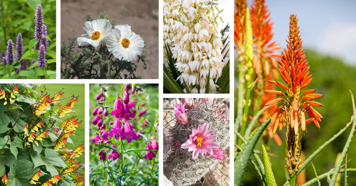 Featured image for 27 of the Most Refreshing Desert Flowers to Plant for a Private Oasis
