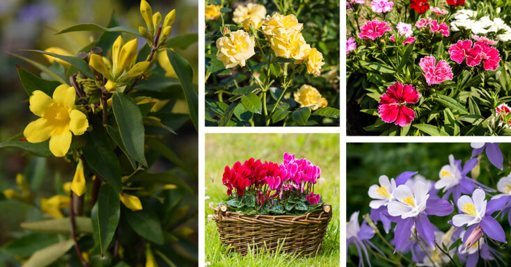 Featured image for 27 Joyful Easter Flowers to Plant for a Garden Ready to Celebrate the Holiday