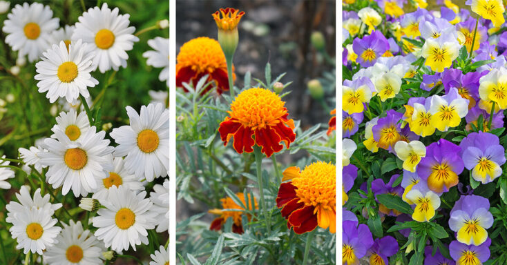 Featured image for 28 Beautifully Blossomed Flowers to Have in Your Garden this Fall
