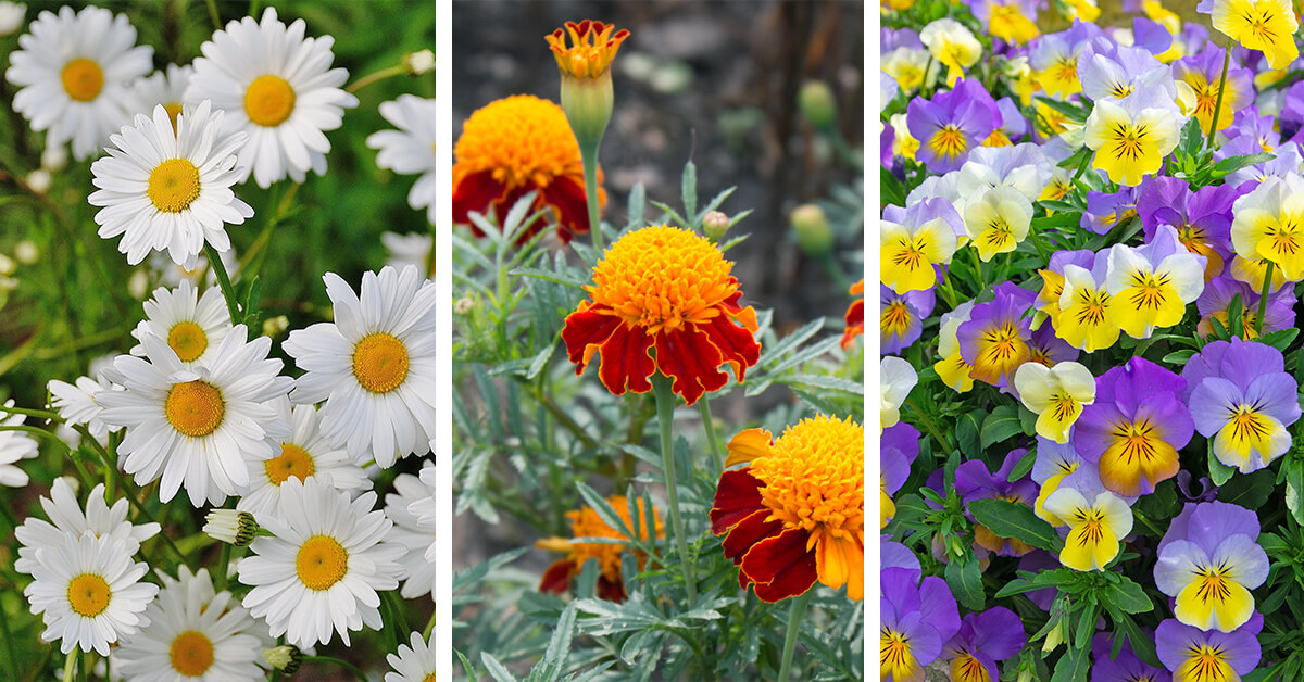 Featured image for “28 Beautifully Blossomed Flowers to Have in Your Garden this Fall”