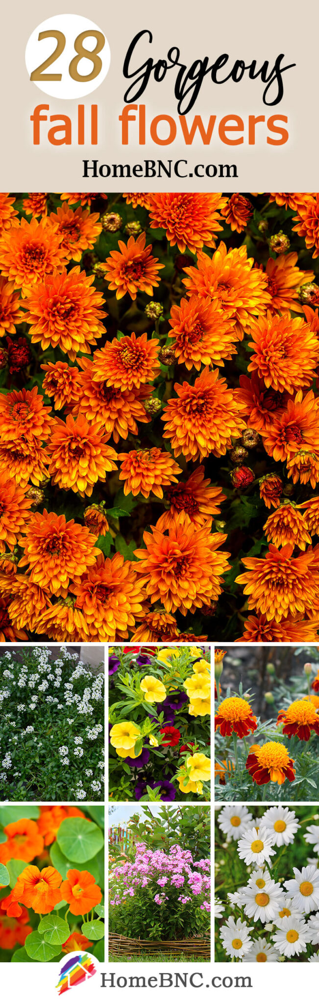 28 Beautiful Fall Flowers to Have in Your Garden in 2023