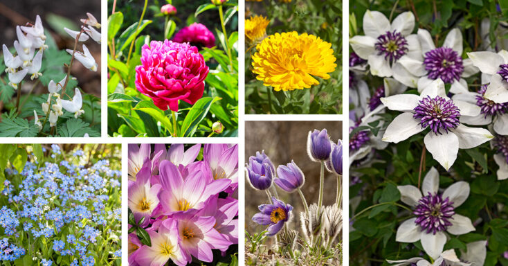 Featured image for 27 Incandescent Garden Flowers to Plant for Your Own Outdoor Paradise