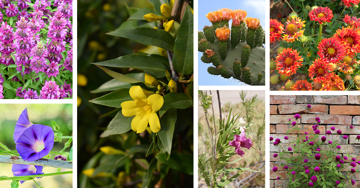 Featured image for “27 Exuberant Mexican Flowers that will Sparkle in Your Garden”