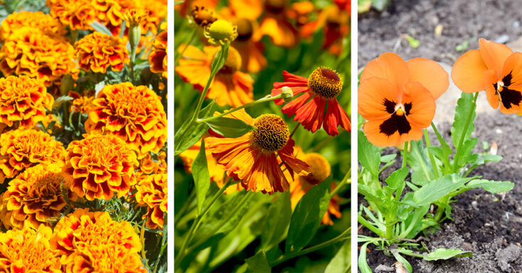 Featured image for 27 Vibrant Orange Flowers to Brighten Up Your Garden
