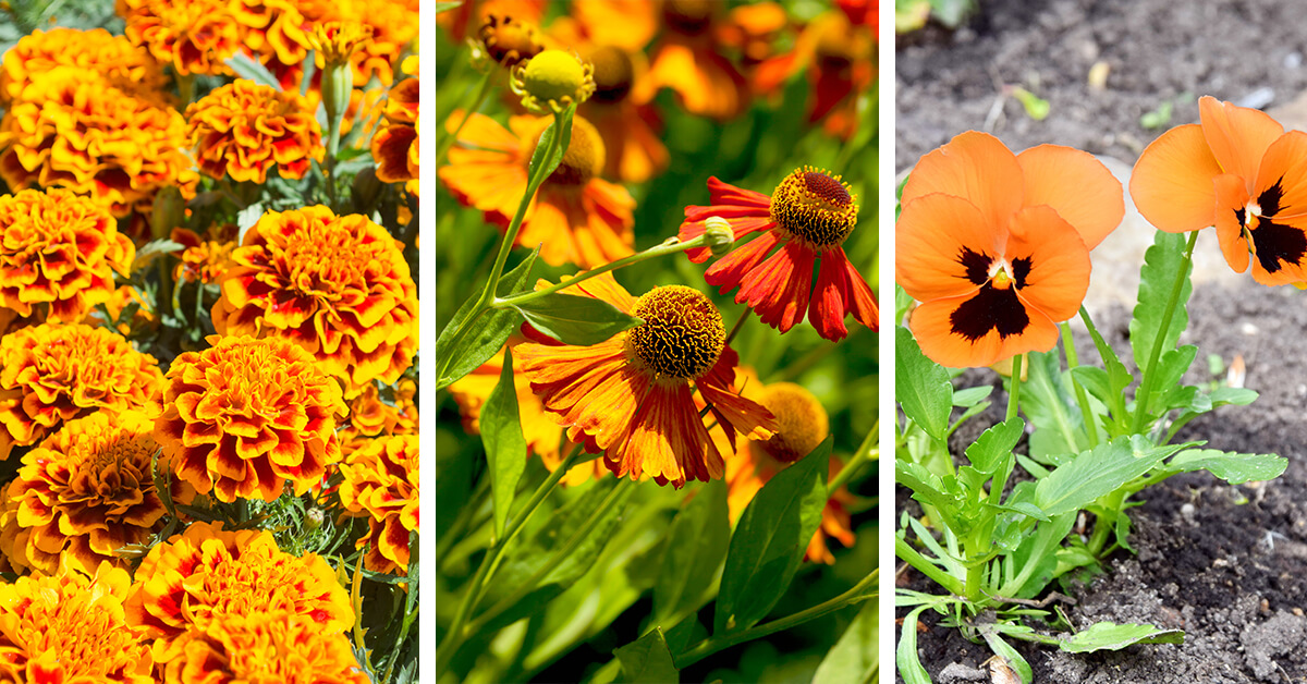 Featured image for “27 Vibrant Orange Flowers to Brighten Up Your Garden”