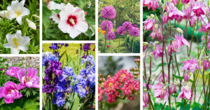 Best Perennial Flower Ideas
