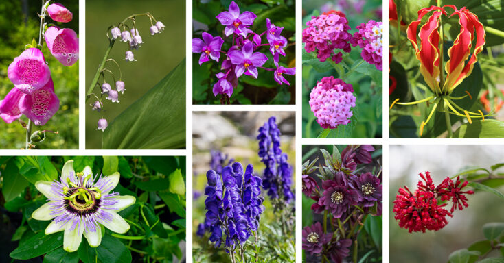 Featured image for 27 Poisonous Flowers that will Add a Unique Element to your Garden