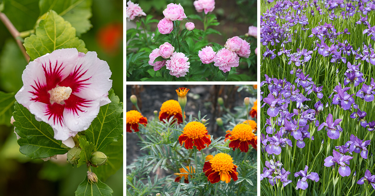 Featured image for “The Top 27 Most Popular Flowers to Plant for a Garden that is Always in Bloom”