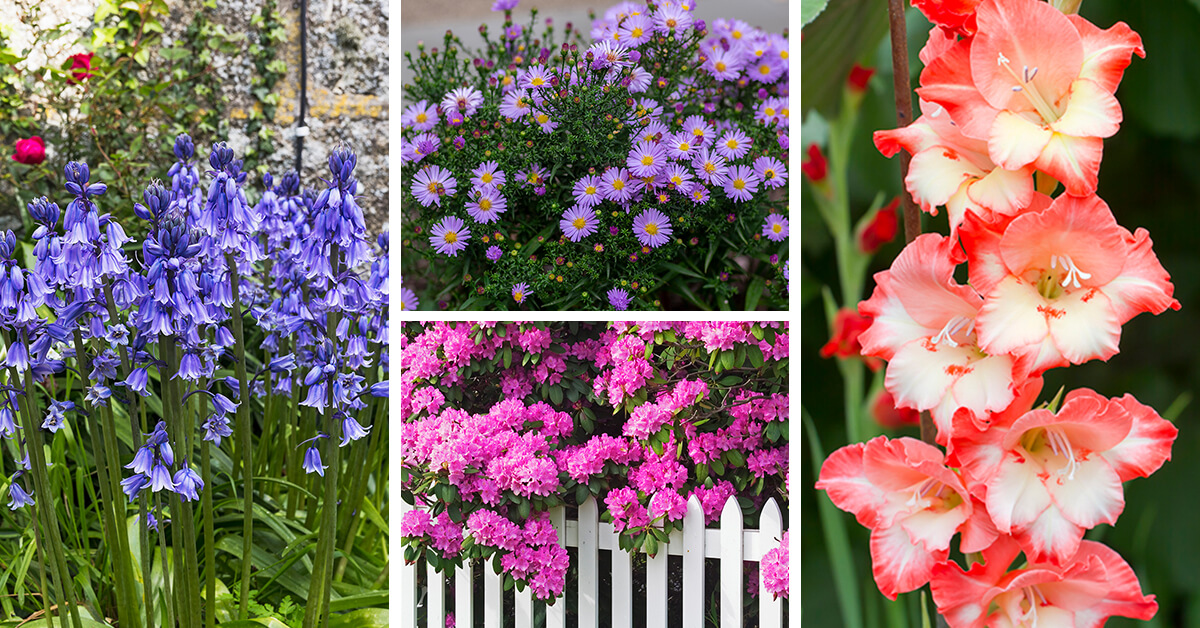 Featured image for “20 of the Most Pretty Flowers to Add a Splash of Color to Your Garden”