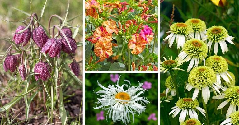 Unique Flower Ideas