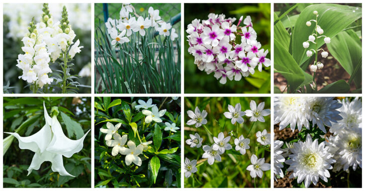 Featured image for 27 Absolutely Gorgeous White Flowers to Spruce Up Your Garden