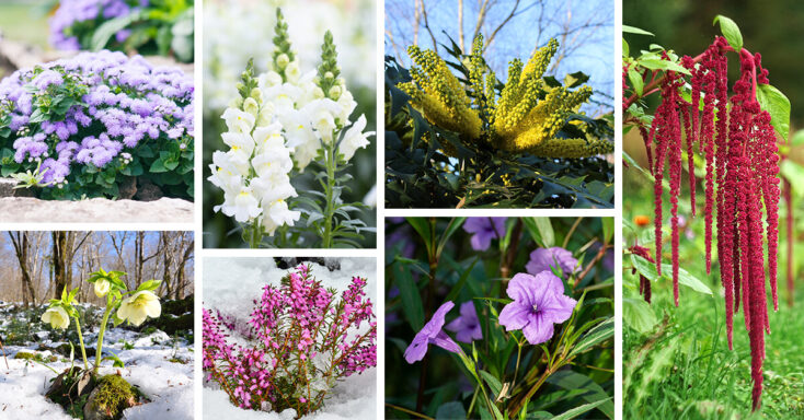 Featured image for 27 Expressive Winter Flowers to Plant in Your Landscape for a Wintertime Sanctuary