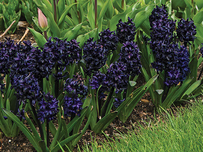 Dark Dimension Hyacinth