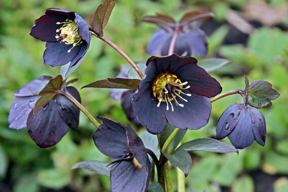 27 Black Flowers that will Give Your Garden an Extraordinary Look in 2023