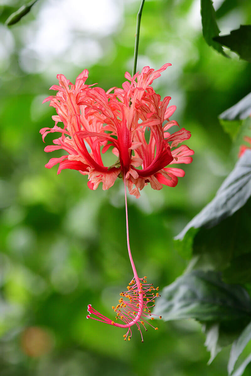 Hibiscus Lanterne