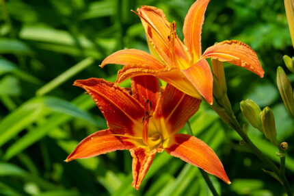 27 Pretty Lily Flowers that will Improve Your Garden's Landscape in 2023