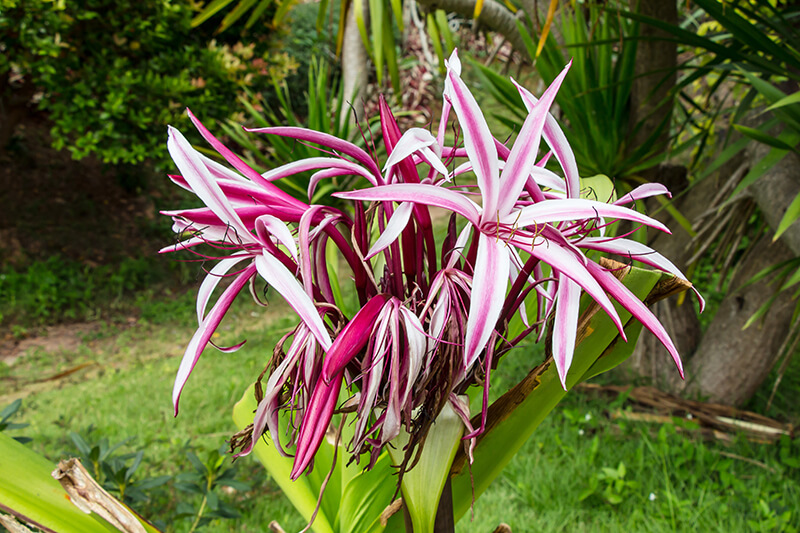 Queensland Lily