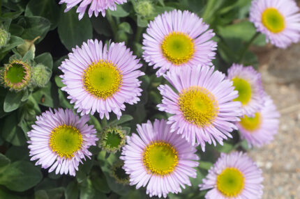 27 Stunning Daisy Flowers that will Brighten your Garden in 2023