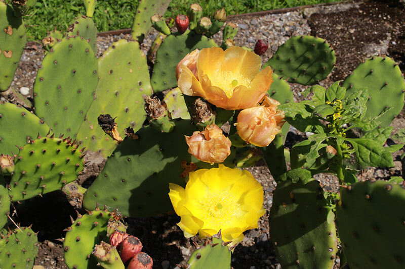 Prickly-Pear