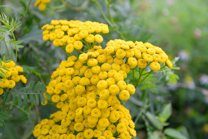 Golden Tansy