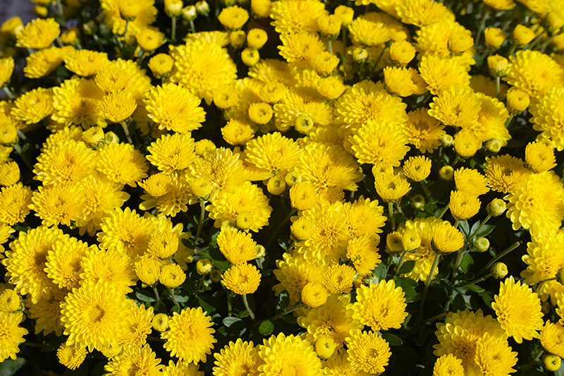 Indian Chrysanthemum
