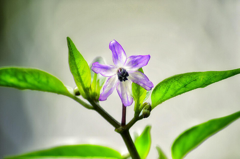 Sapphire Flower