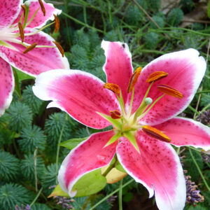 27 Pretty Lily Flowers that will Improve Your Garden's Landscape in 2023