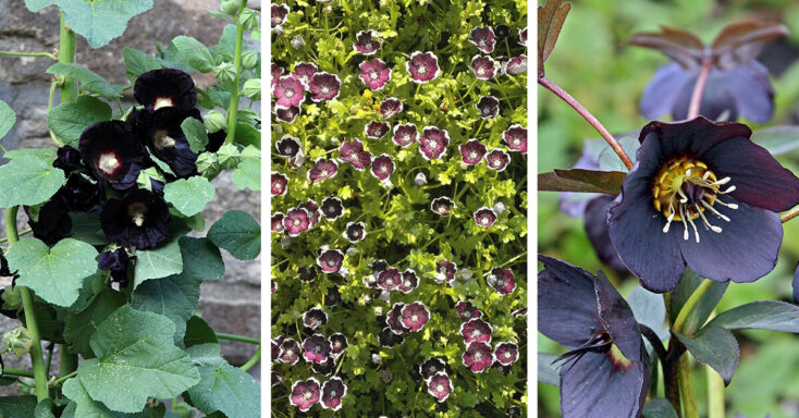 Featured image for 27 Unique Black Flowers that will Give Your Garden an Extraordinary Look