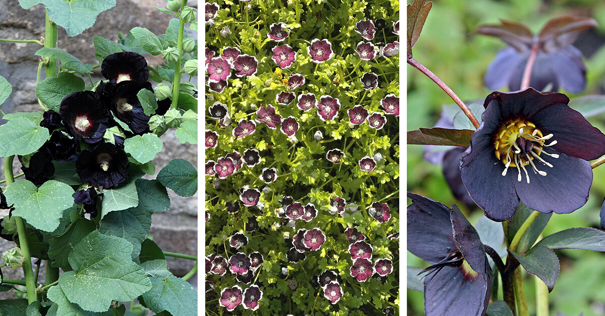 Featured image for “27 Unique Black Flowers that will Give Your Garden an Extraordinary Look”