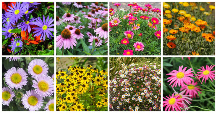 Featured image for 27 Stunning, Colorful Types of Daisy Flowers that will Brighten your Garden