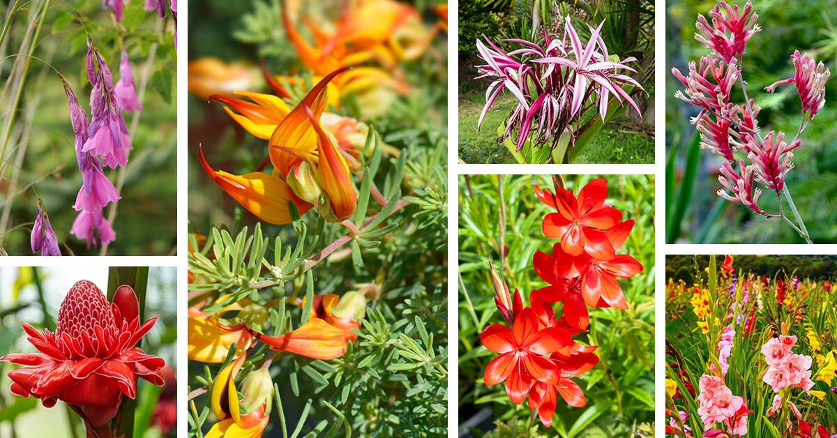Featured image for “27 Exotic Flowers to Plant for a Garden that Feels Like a Tropical Paradise”