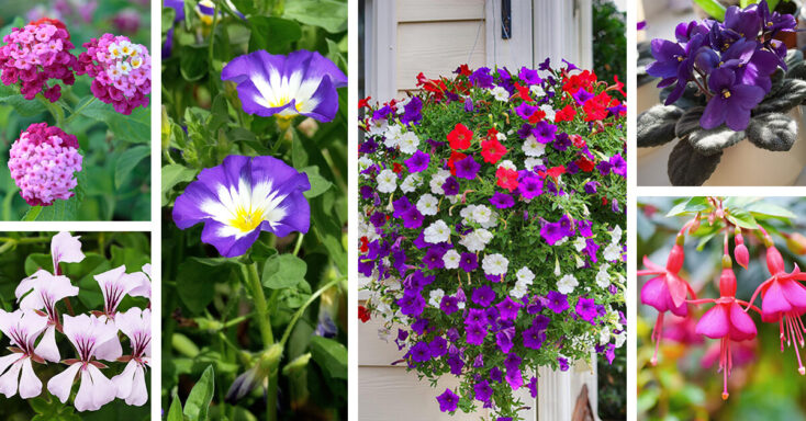 Featured image for 27 Must-Have Hanging Flowers for an Explosion of Color in Your Garden