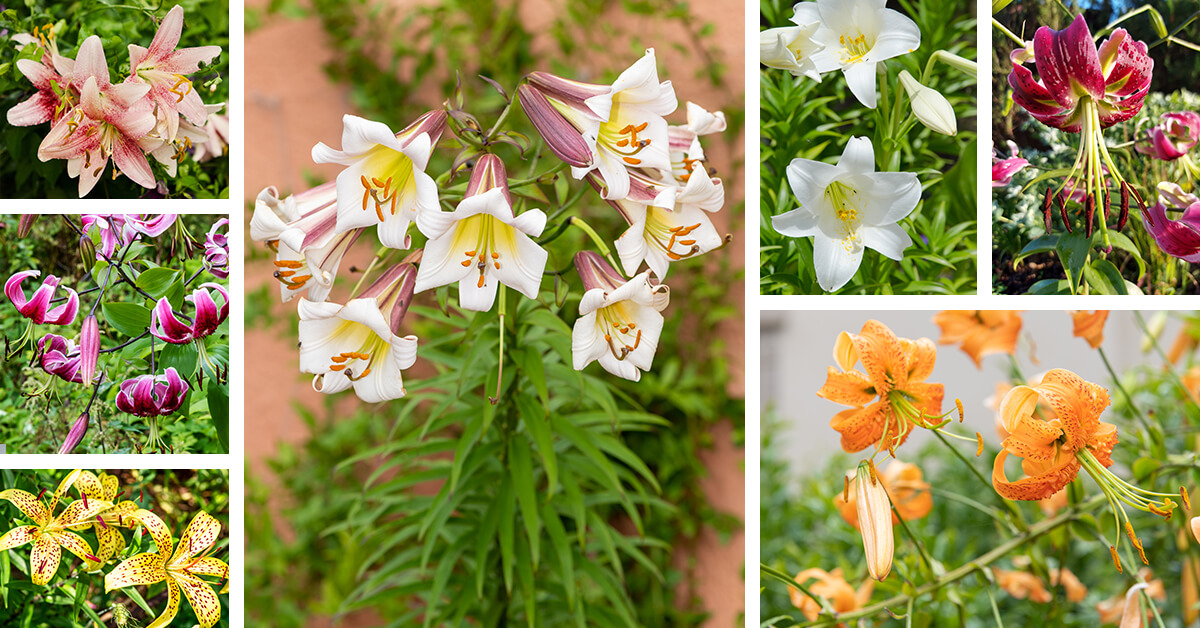 Featured image for “27 Pretty Lily Flowers that will Improve Your Garden’s Landscape”