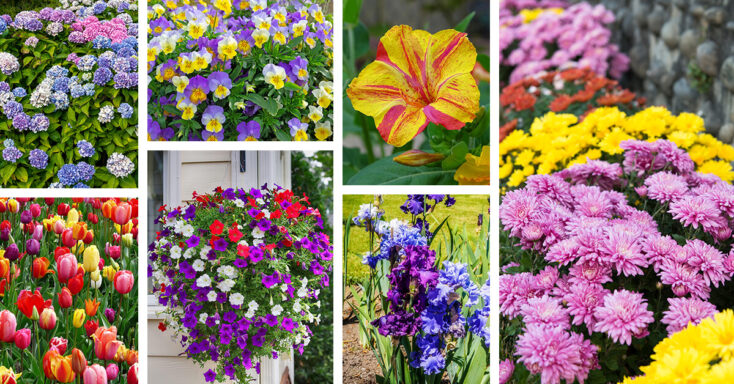 Featured image for 27 Vibrant Rainbow Flowers to Plant for a Garden that Celebrates All Colors