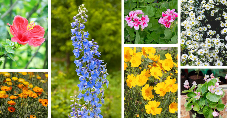 Featured image for The Top 27 Summer Flowers to Bring the Heat to Your Garden