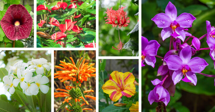 Featured image for 27 Sensational Tropical Flowers to Plant for Exotic Flair in Your Garden