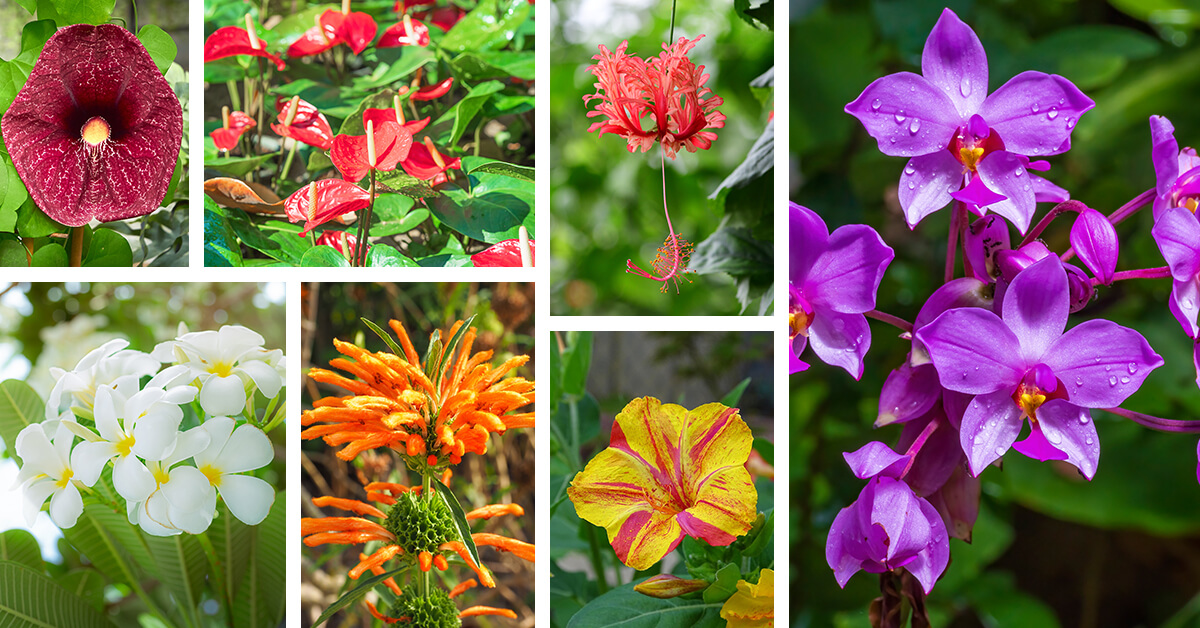 Featured image for “27 Sensational Tropical Flowers to Plant for Exotic Flair in Your Garden”