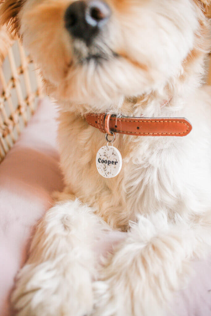 Personalized Pet Tags for Your Furry Friends