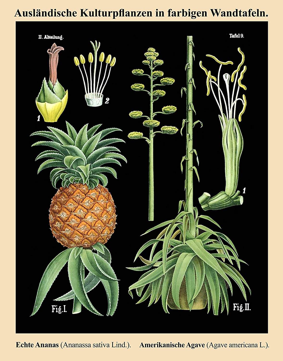 Pineapple Botanical Vintage Wall Art