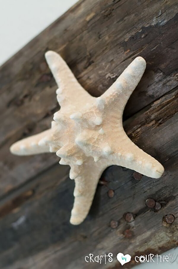 Magnificent Single Starfish on Plain Surface